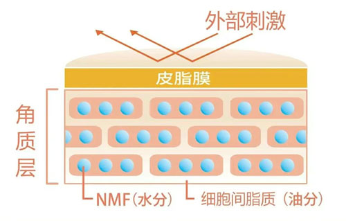 角質層的作用 角質層的作用有哪些?
