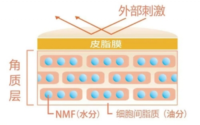 角質層的作用有哪些？